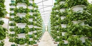 How Can Hydroponic Gardening Benefit Everyone?